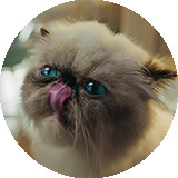 MIGGLES